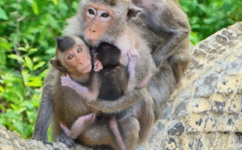 Monkey Maya hugging Mabel while baby Meta watches with wide, curious eyes in the forest near Angkor Wat.