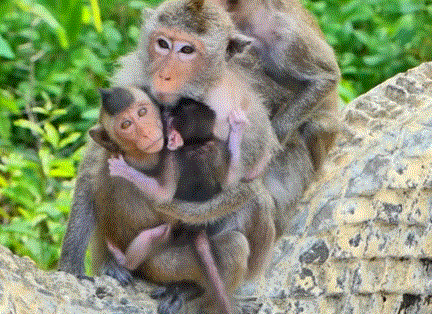 Monkey Maya hugging Mabel while baby Meta watches with wide, curious eyes in the forest near Angkor Wat.