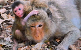 A loving mother monkey gently feeds and cradles her baby under the golden sunlight of Angkor Wat’s jungle, symbolizing the power of pure maternal love.