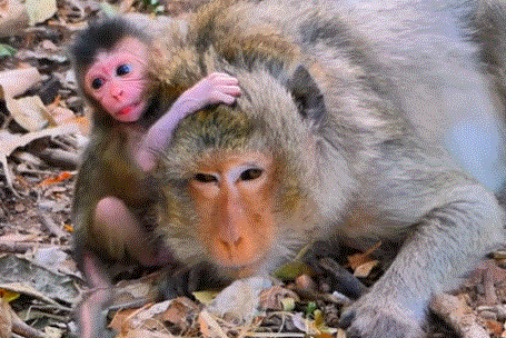 A loving mother monkey gently feeds and cradles her baby under the golden sunlight of Angkor Wat’s jungle, symbolizing the power of pure maternal love.