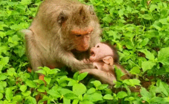 Old Jade the mother monkey cradles her baby in the rain after striking him — a quiet moment of regret and forgiveness beneath the Angkor Wat trees.