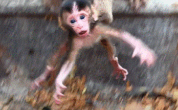 Newborn macaque baby lying alone on forest floor near temple ruins, its mother standing away.