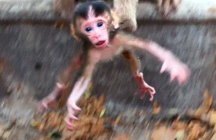  Newborn macaque baby lying alone on forest floor near temple ruins, its mother standing away.
