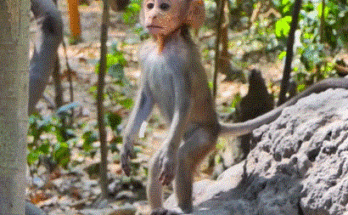 Baby monkey Draya clings to her mother in Angkor Wat forest after being rescued, eyes closed as sunlight falls through the ancient trees.