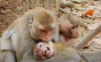 Janna, the young monkey, looks worried and tense as Piper and Blacky approach, the ancient ruins of Angkor Wat surrounding them.