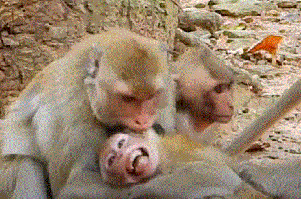 Janna, the young monkey, looks worried and tense as Piper and Blacky approach, the ancient ruins of Angkor Wat surrounding them.