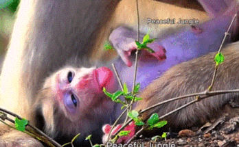 Newborn monkey struggling to stand on the forest floor, guided by protective mother in Angkor Wat.
