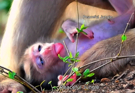 Newborn monkey struggling to stand on the forest floor, guided by protective mother in Angkor Wat.