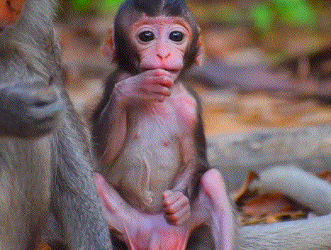 A tiny newborn baby monkey takes its first wobbly steps on the forest floor, guided lovingly by its mother in Angkor Wat’s serene forest.