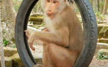 Baby monkey Leo with his head stuck in a motorcycle wheel, hanging from a tree in the Angkor Wat forest, crying loudly.