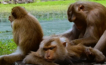 Mother monkey protecting her tiny baby in the Angkor Wat forest, a scene of raw emotion and maternal love.