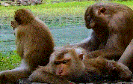 Mother monkey protecting her tiny baby in the Angkor Wat forest, a scene of raw emotion and maternal love.