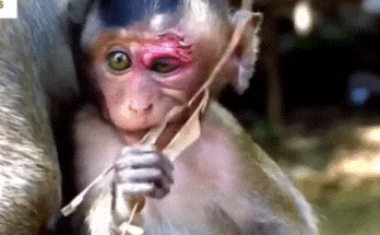 Baby monkey lying injured among roots at Angkor Wat forest, eyes wide with fear.