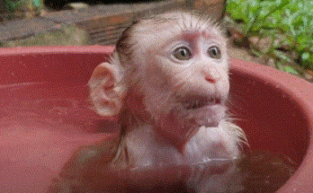 Baby macaque Yoya splashing in a serene Angkor Wat pond, with her mother watching lovingly in the golden morning light.