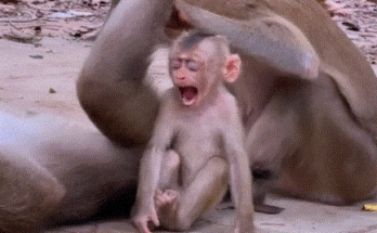 Baby monkey “Lovely Lily” sleeping peacefully under the shade of the Angkor Wat forest, cradled by the golden morning light.