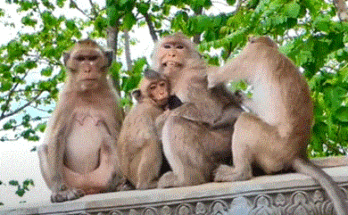 Mama Monkey Maya gently disciplining older child Mabel while baby Meta watches with curiosity and jealousy among the Angkor Wat ruins.