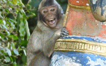 A tiny baby monkey throws a loud tantrum at Angkor Wat, shaking his body while seeking milk from his calm, attentive mother.