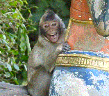 A tiny baby monkey throws a loud tantrum at Angkor Wat, shaking his body while seeking milk from his calm, attentive mother.