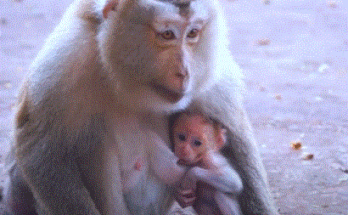 Mama Monkey Pinka gently holds Baby Parker in her arms beneath the golden light of Angkor Wat’s ancient trees.