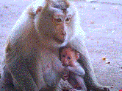 Mama Monkey Pinka gently holds Baby Parker in her arms beneath the golden light of Angkor Wat’s ancient trees.