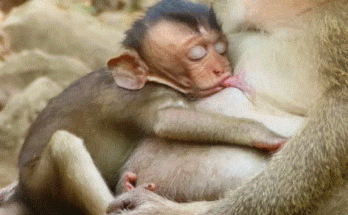 Baby giggling in the Angkor Wat forest under banyan tree roots, morning light.