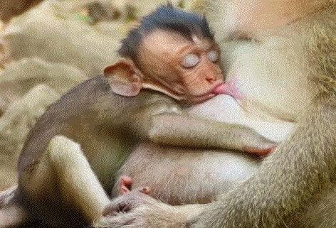 Baby giggling in the Angkor Wat forest under banyan tree roots, morning light.