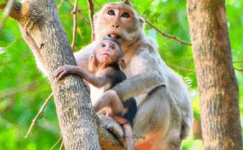 Baby Poo, a tiny monkey, sits quietly under the Angkor Wat trees, realizing he’s lost sight of his mother after playing too long with his friends.