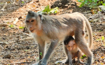 A small monkey baby, Lily, takes unsteady steps among mossy temple roots as her mother, Alika, walks ahead in the Angkor Wat forest.