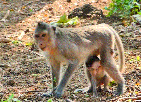 A small monkey baby, Lily, takes unsteady steps among mossy temple roots as her mother, Alika, walks ahead in the Angkor Wat forest.