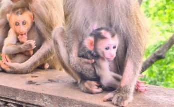 A newborn baby monkey receiving its first warm embrace from its mother in the Angkor Wat forest.