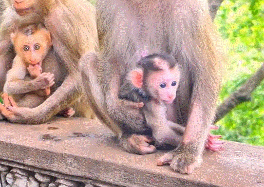A newborn baby monkey receiving its first warm embrace from its mother in the Angkor Wat forest.