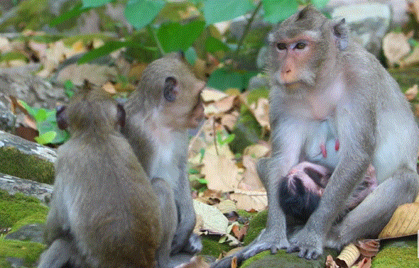 Pippa the newborn monkey drinks milk from Mama while siblings Natty and Nanaco watch peacefully on a stone in the Angkor Wat forest
