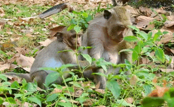 Baby monkey Sweetpea having a milk tantrum in the Angkor Wat forest with Excellence, his caretaker, during sunrise