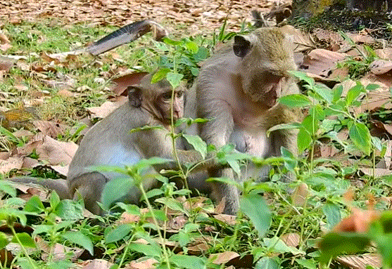 Baby monkey Sweetpea having a milk tantrum in the Angkor Wat forest with Excellence, his caretaker, during sunrise