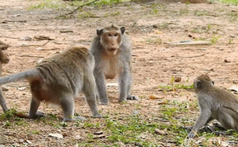 A wounded macaque monkey bleeding slightly, lying on the forest floor near an ancient stone pillar in Angkor.