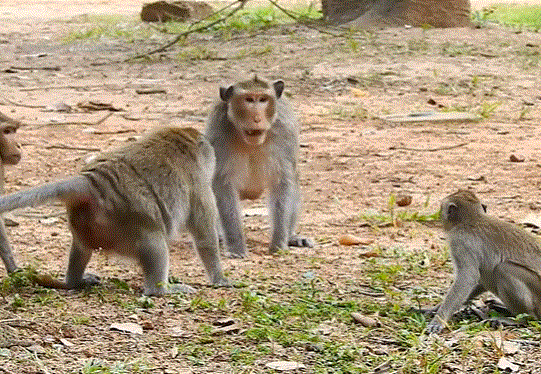 Two macaque monkeys snarling and fighting among dense forest foliage near Angkor Wat.