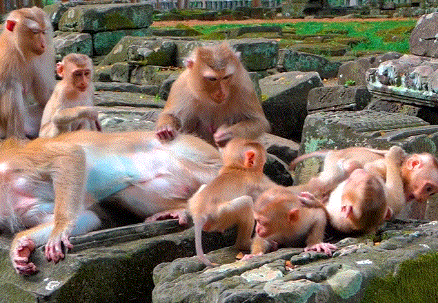 A small monkey reaches out its arm from a branch toward a baby lying on a blanket, surrounded by the lush green forest near Angkor Wat.