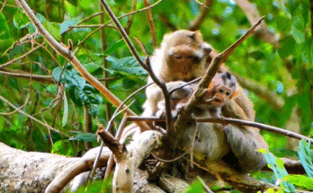 Little Braxton, a baby monkey, joyfully climbing a tree in Angkor Wat forest, with sunlight filtering through the leaves.