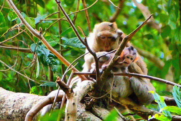 Little Braxton, a baby monkey, joyfully climbing a tree in Angkor Wat forest, with sunlight filtering through the leaves.