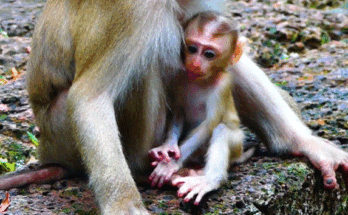 Baby monkey Jinnifer crying while mother turns away beside ancient Angkor Wat stones.