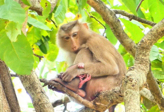 Baby monkey held gently by its mother under soft morning light in the Angkor Wat forest.