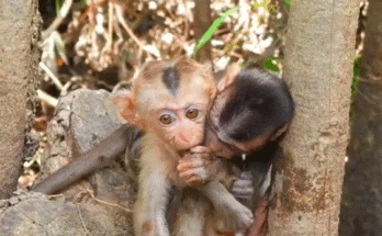 A tiny baby monkey perched on a fig tree root, gazing into the forest, longing for its mother.