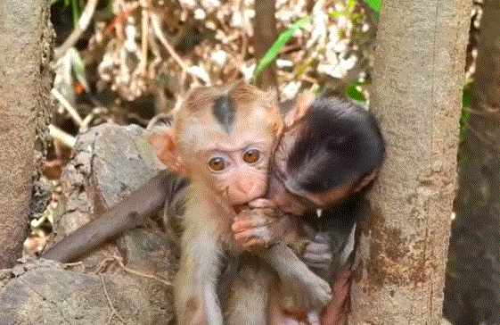 A tiny baby monkey perched on a fig tree root, gazing into the forest, longing for its mother.
