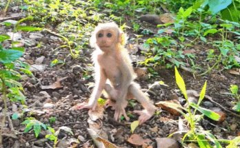 Mother monkey gently teaching her baby to climb a tree inside Angkor Wat forest at sunrise.