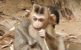 A tired baby monkey gently reaching toward his mother, hoping to rest beside her in the Angkor Wat forest.