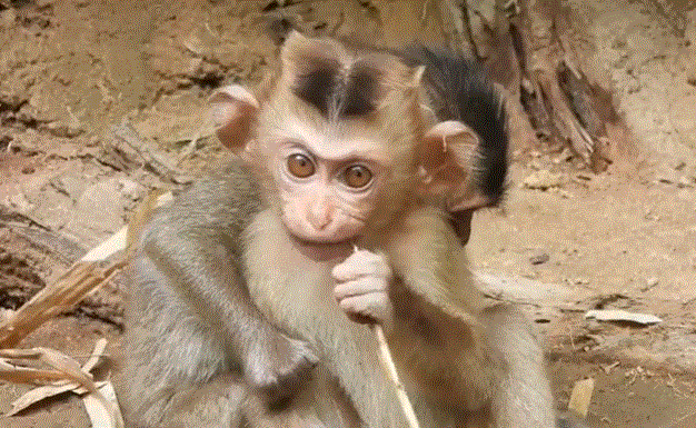 A tired baby monkey gently reaching toward his mother, hoping to rest beside her in the Angkor Wat forest.