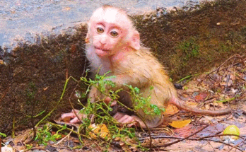 Rain-drenched baby macaque clinging to mother in the misty forest of Angkor Wat