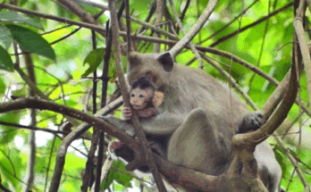 A baby monkey sleeping peacefully at the base of a moss-covered Angkor Wat temple root.