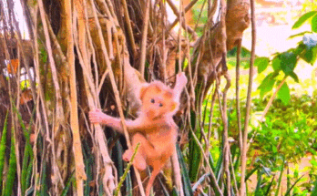 A wild macaque mother holding her baby in the forest ruins of Angkor Wat.