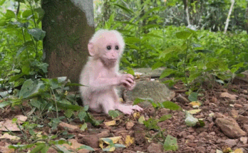 Baby monkey sitting alone on a mossy Angkor Wat ruin, eyes wide and longing, under the ancient forest canopy